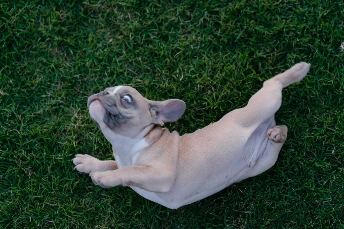 Why Does My Dog Roll in Poop? How Do I Get Him to&nbsp;Stop?